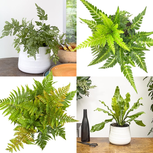 If you see your fern wilting, check the soil before immediately watering it.