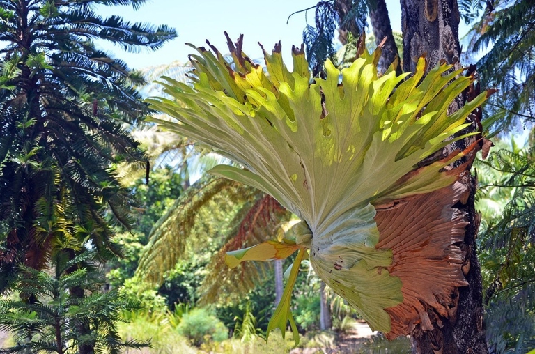 If you see your staghorn fern's leaves turning yellow, wilting, or browning, it's a sign that you're overwatering it.