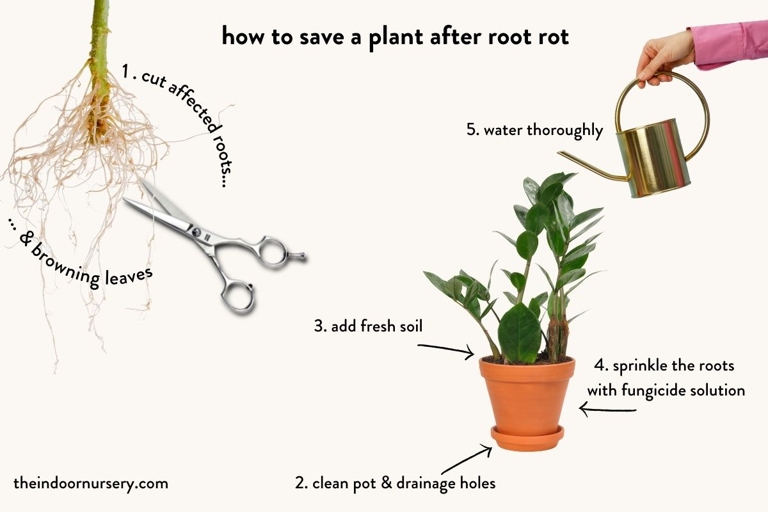 If you suspect your plant has root rot, the first step is to stop watering it.