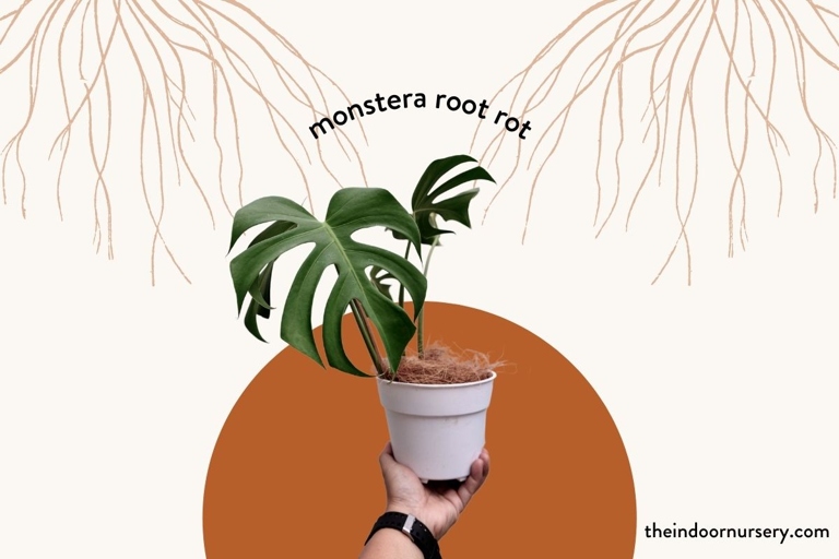 If you think you have root rot, the first step is to stop watering your plant.