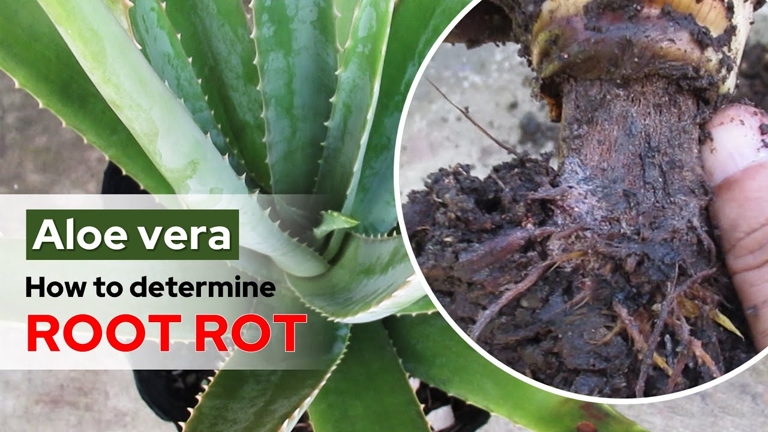 If you think your aloe vera plant has root rot, inspect the roots for signs of decay.