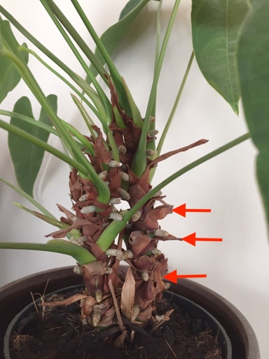 If you think your anthurium has root rot, the first step is to check the roots.
