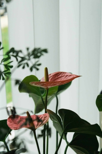 If you think your anthurium has root rot, the first step is to stop using fertilizer.