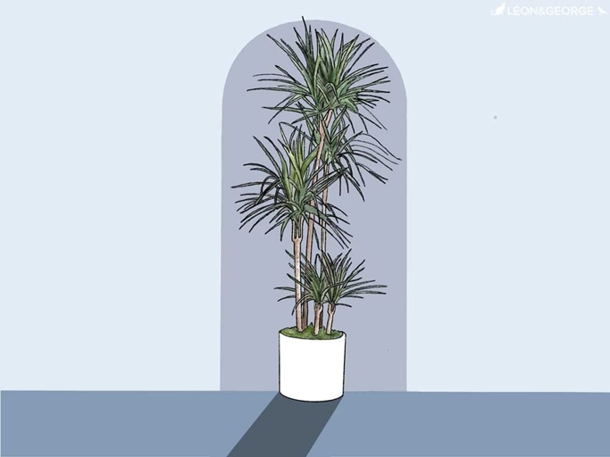 If you think your Dracaena is overwatered, follow these steps to help save it.