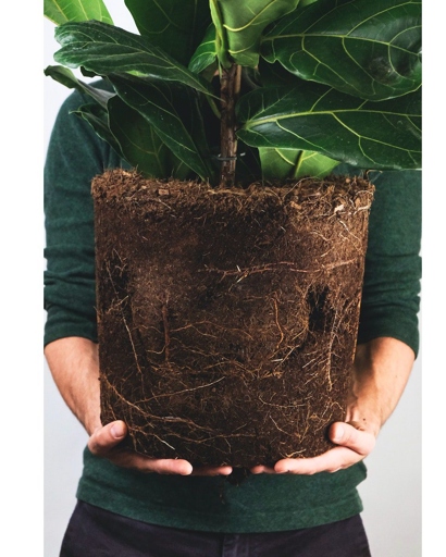 If you think your fiddle leaf fig is overwatered, the first step is to check the soil.