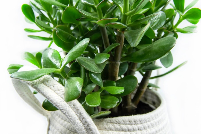 If you think your jade plant has root rot, the first step is to remove the plant from its pot.