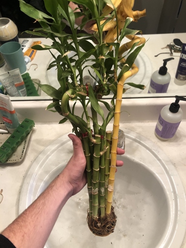 If you think your lucky bamboo has root rot, you can try to fix it by trimming the affected roots and replanting the bamboo in fresh soil.
