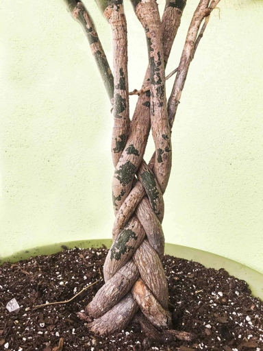 If you think your money tree has root rot, inspect the roots for signs of decay.