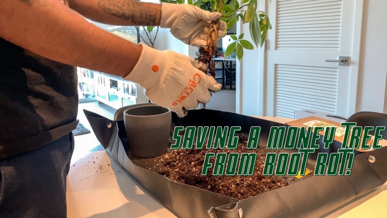 If you think your money tree has root rot, the first step is to repot the plant.