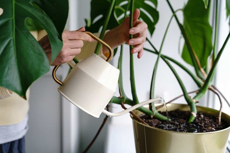 If you think your Monstera is overwatered, follow these steps to save your plant.