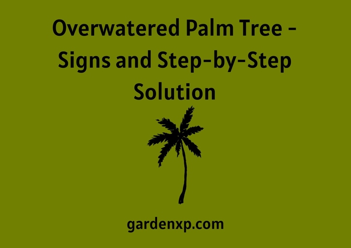 If you think your palm tree is overwatered, the first step is to check the soil.