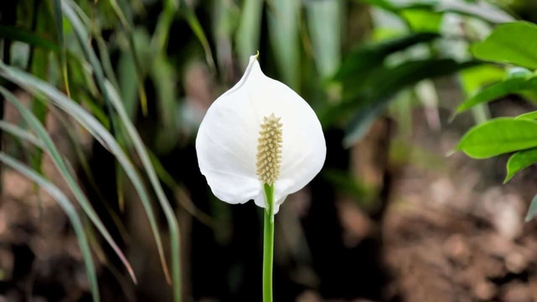 If you think your peace lily has root rot, there are a few things you can do to try and save it.