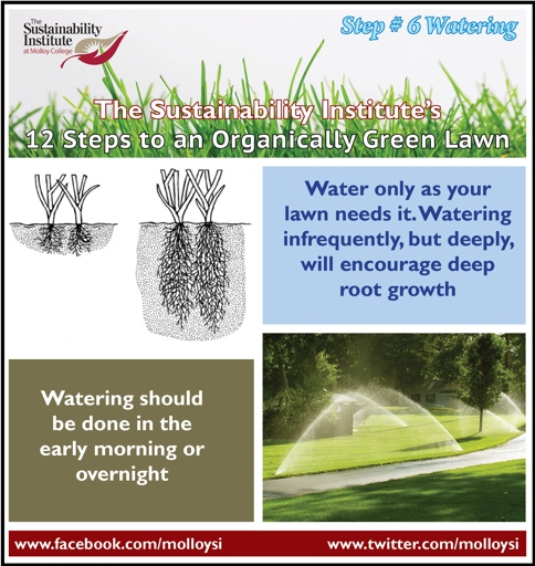 If you think your plant may have root rot, the first step is to develop a watering schedule.