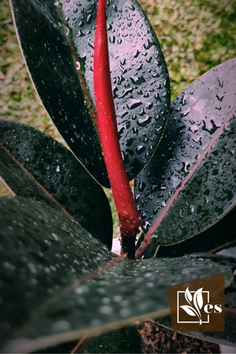 If you think your rubber plant is underwatered, check for wilting leaves and dry soil before taking any action.