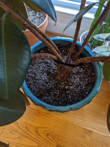 If you think your rubber plant may have root rot, there are a few things you can do to save it.