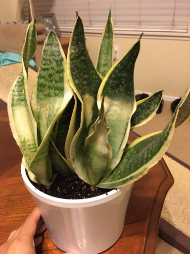 If you think your snake plant is sunburned, don't despair.