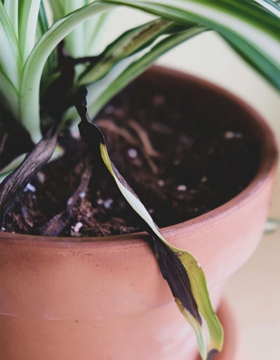 If you think your spider plant has root rot, the first step is to check the roots.