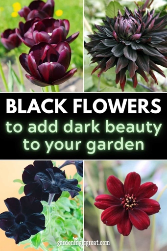 If you want to add a touch of drama to your garden, planting a black orchid is a great way to do it.
