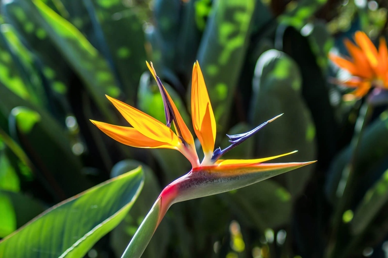 If you want to add a touch of the tropics to your home, consider growing bird of paradise.