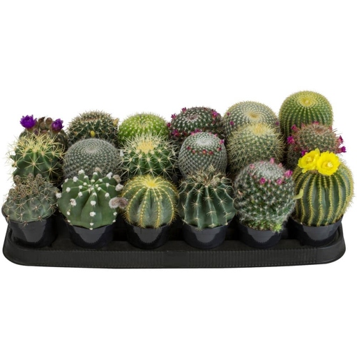 If you want to avoid black spots on your cactus, purchase a good quality cactus from a reputable source.