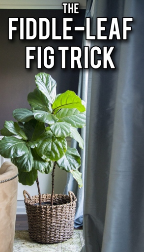 If you want to avoid your fiddle leaf fig's leaves from cracking, make sure to stick to a proper watering schedule.