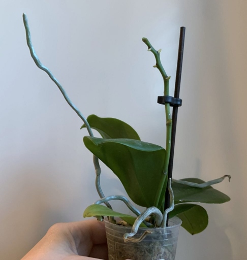 If you want to ensure that your orchid has good drainage, you should look for a substrate that is light and airy.