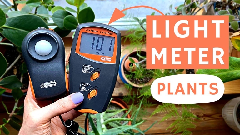 If you want to get an accurate measurement of the light your snake plant is receiving, you'll need to use a lux meter.