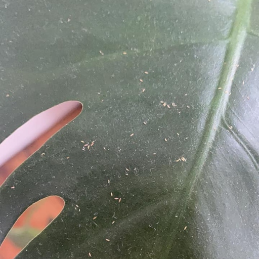If you want to get rid of bugs on your Monstera, handpicking is the way to go.