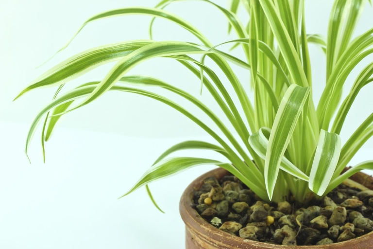 If you want to get rid of spider plant bugs, the best thing to do is to control and manage them.