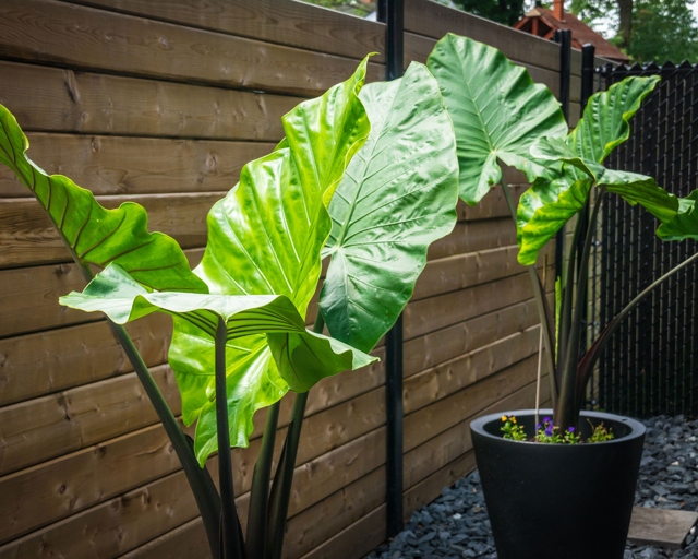 If you want to grow elephant ear bulbs, you need to plant them at the right time of year.