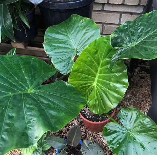 If you want to grow elephant ears quickly, you need to make sure you're watering them correctly.