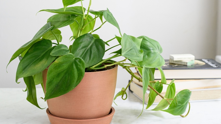If you want to grow healthy philodendrons, choose grow lights that will provide the right amount of humidity for your plants.