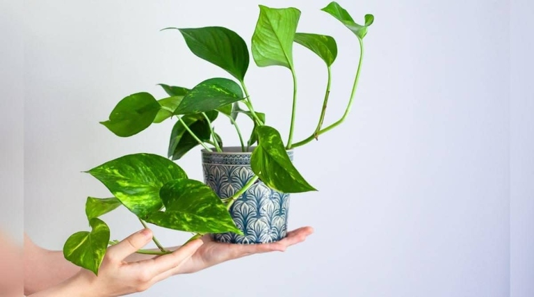 If you want to grow healthy pothos plants, you need to create a humid environment.