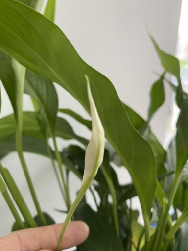 If you want to grow peace lily flowers, you need to know the four different stages of their flowering.
