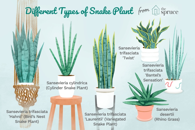 If you want to improve the humidity for your snake plant, use the right type of soil.