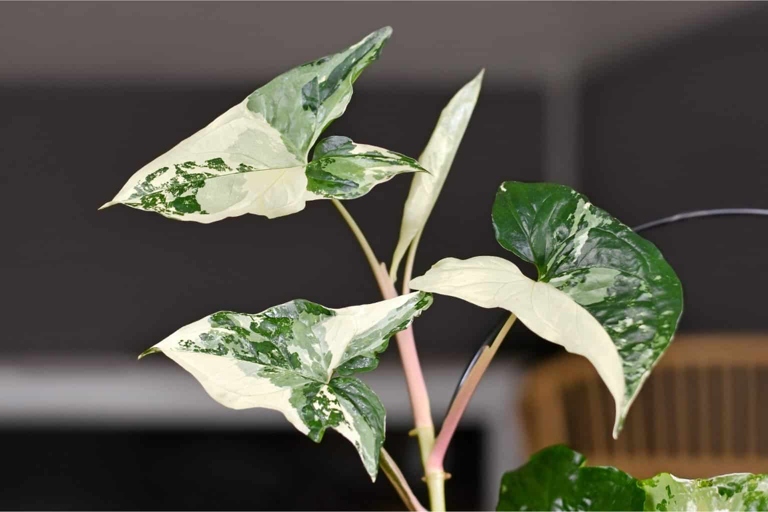 If you want to keep your Albo Syngonium plant looking its best, use diluted fertilizer.