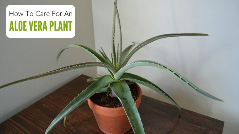 If you want to keep your aloe vera plant healthy, be sure to use a well-draining and disease-free potting mix.