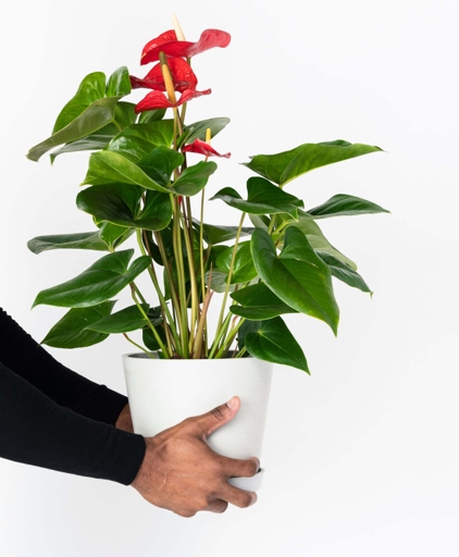 If you want to keep your anthurium healthy and happy, there are a few golden rules you should follow when it comes to watering.