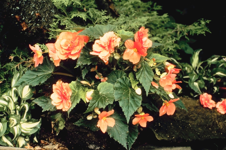 If you want to keep your begonias healthy, make sure to keep them away from scorching light.