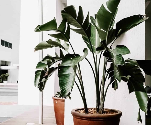 If you want to keep your bird of paradise healthy and thriving, it's important to repot it every two to three years and to take as many roots as possible when you do.