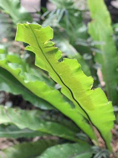 If you want to keep your bird's nest fern healthy, make sure to check the soil regularly and water it when the top layer is dry.
