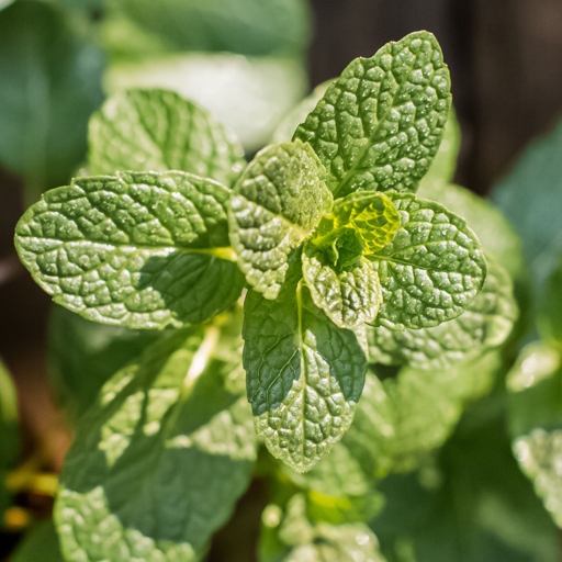 If you want to keep your mint plant healthy, it's important to provide it with new soil and nutrients every few years.