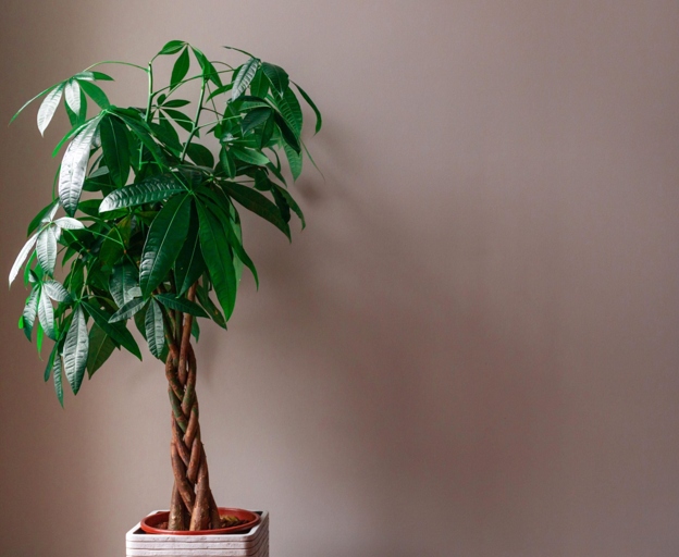 If you want to keep your money tree healthy, it's important to maintain the proper level of humidity.