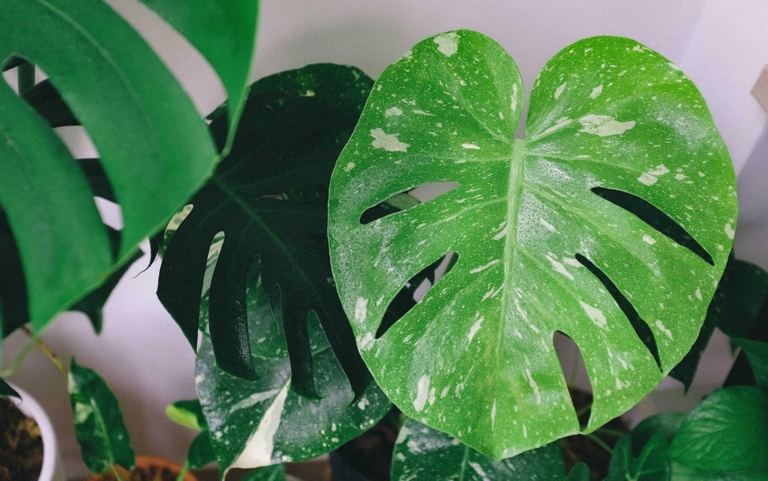 If you want to keep your monstera healthy and free of brown spots, make sure to water it regularly.