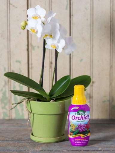 If you want to keep your orchid healthy, it's important to take preventive measures, such as using protective products.