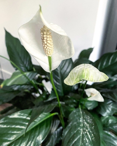 If you want to keep your peace lily healthy, it's important to avoid overwatering it.