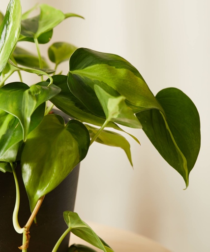If you want to keep your philodendron healthy, it's important to perform proper maintenance of your equipment.