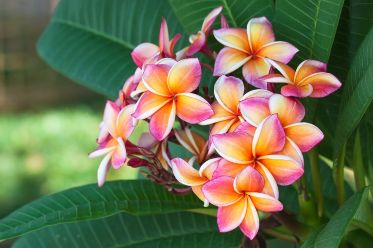 If you want to keep your plumeria healthy, make sure to replenish its water supply regularly.