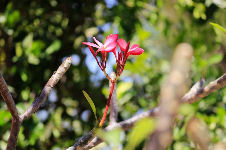 If you want to keep your plumeria small, you should prune it in the spring.