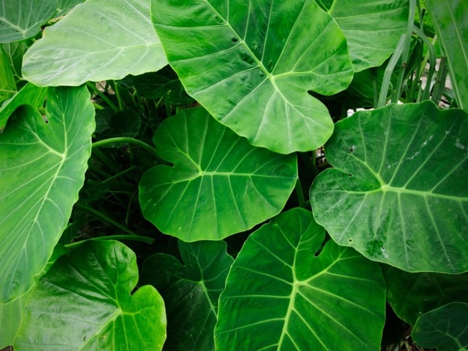 If you want to keep your potted elephant ear plant over the winter, you'll need to take a few precautions.